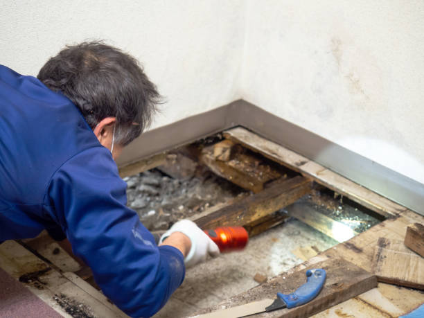 Best Mold Remediation Services  in Plymouth, CA