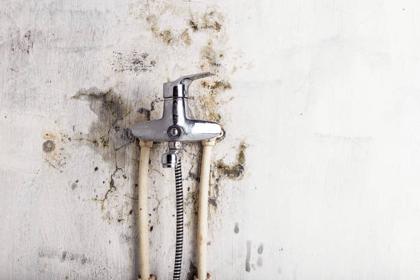 Best Mold Damage Repair  in Plymouth, CA