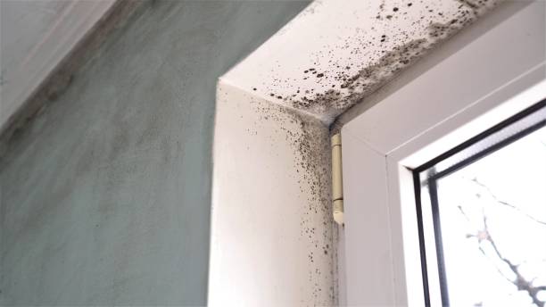 Best Professional Mold Removal  in Plymouth, CA