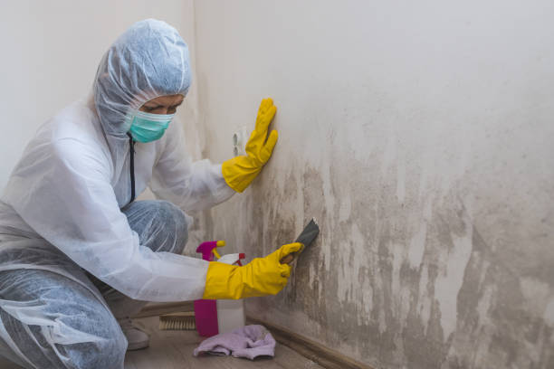 Best Residential Mold Removal  in Plymouth, CA
