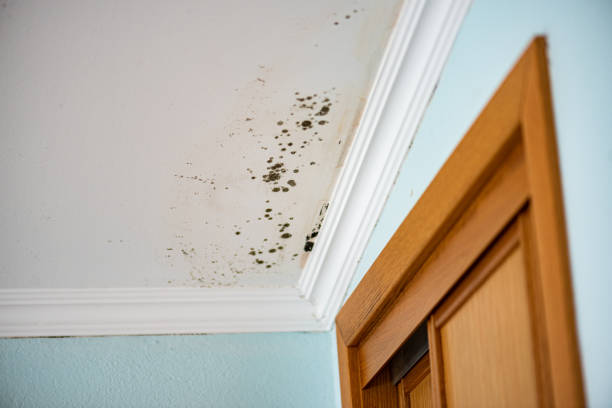 Best Black Mold Removal  in Plymouth, CA