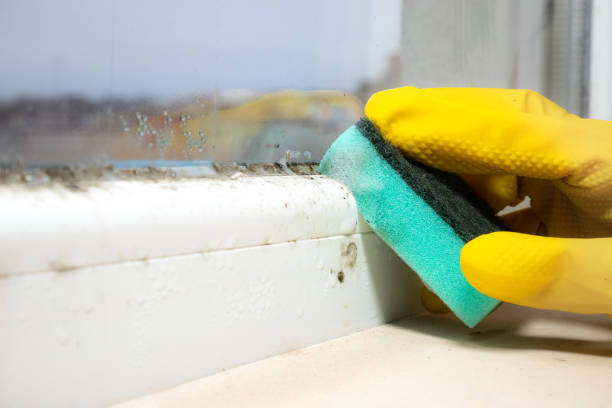 Best Toxic Mold Removal  in Plymouth, CA