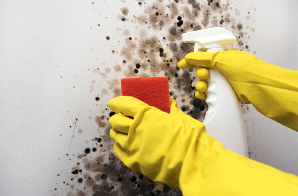 Best Mold Cleaning Services  in Plymouth, CA